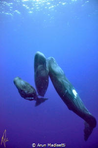 trio of Sperm Whale trying to get a good portrait. (under... by Arun Madisetti 